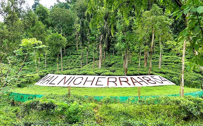 Malnicherra Tea Estate