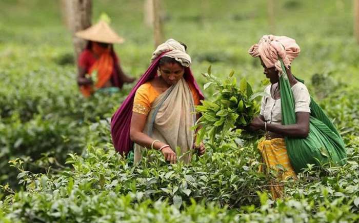 Tetulia Tea Garden