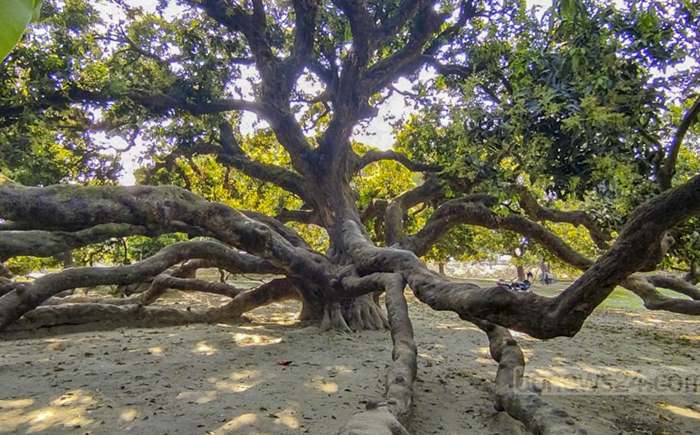 Surjapuri Mango Tree, Thakurgaon